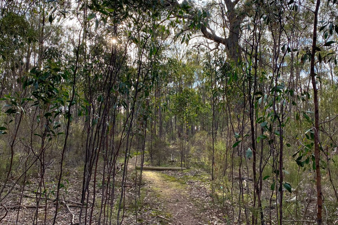 seymour-bushland-reserve-1