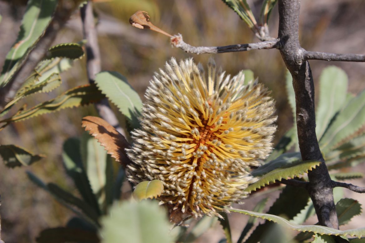 banksia
