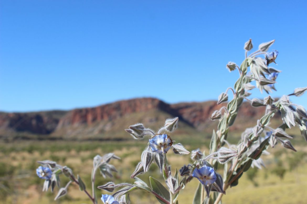 Purnululu-NP-WA