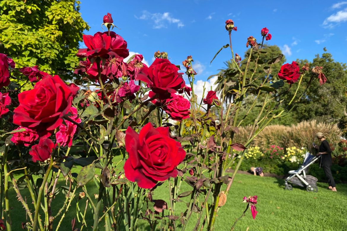 Castlemaine-Botanic-Gardens