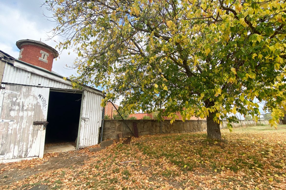 Castlemaine-autumn leaves