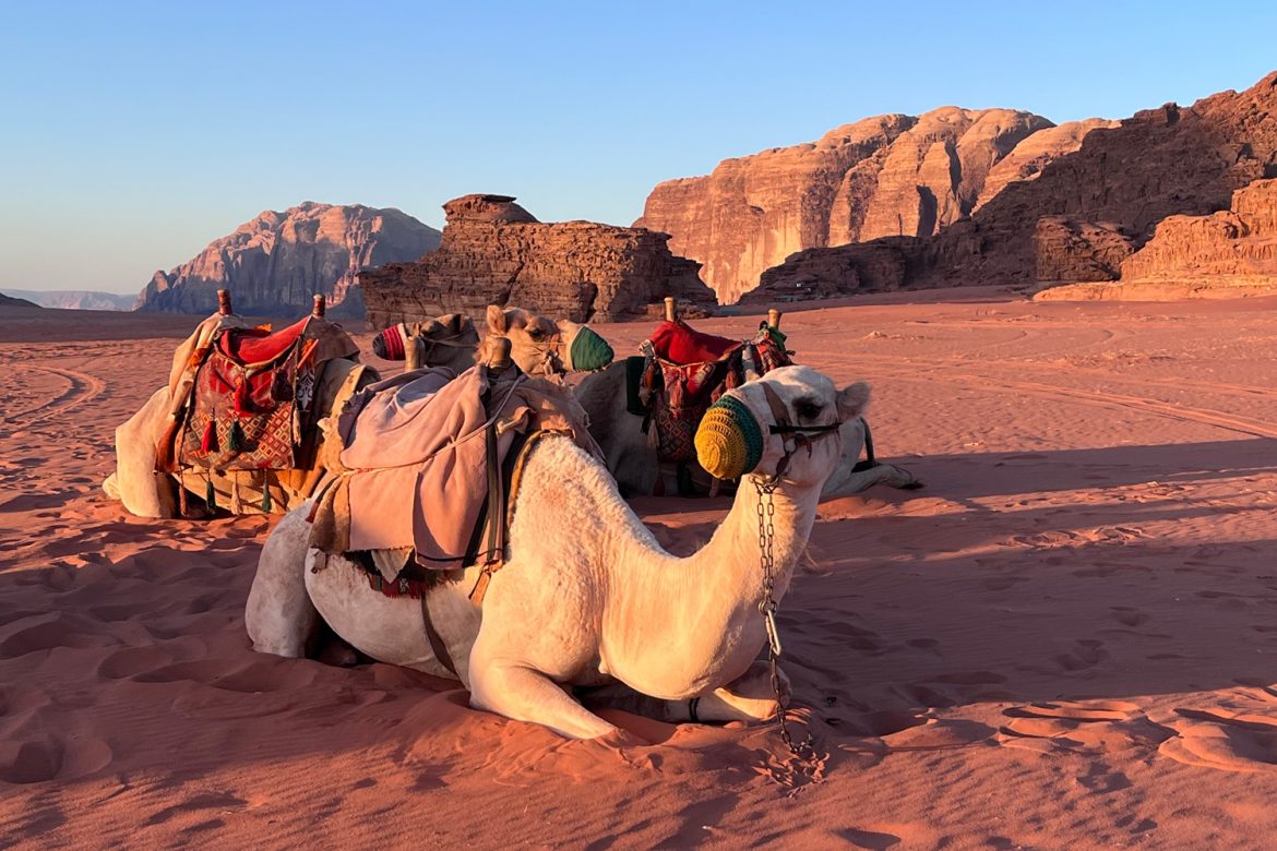 camel-wadi-rum