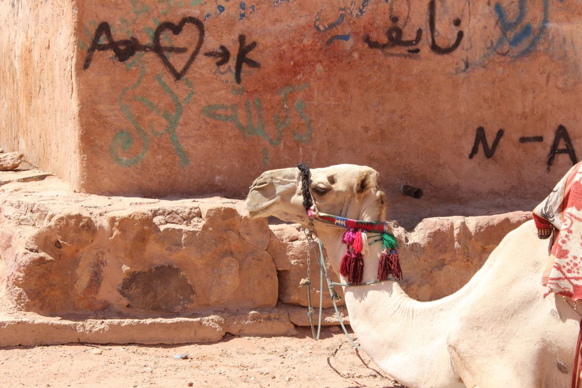 wadi-rum-camel