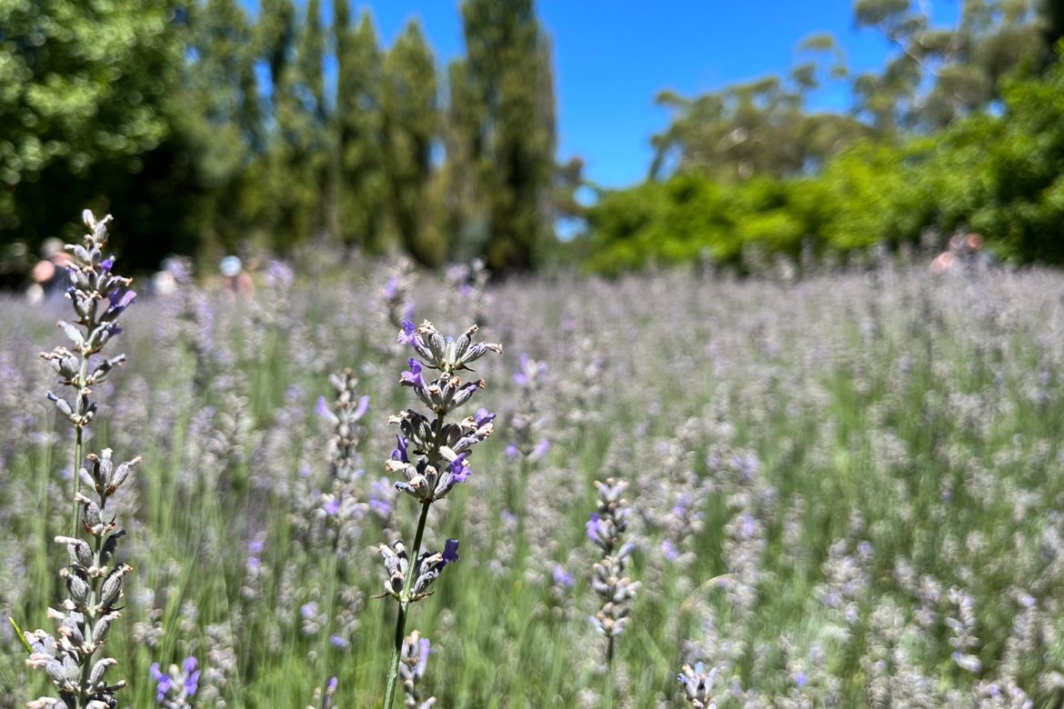 Lavandula Farm