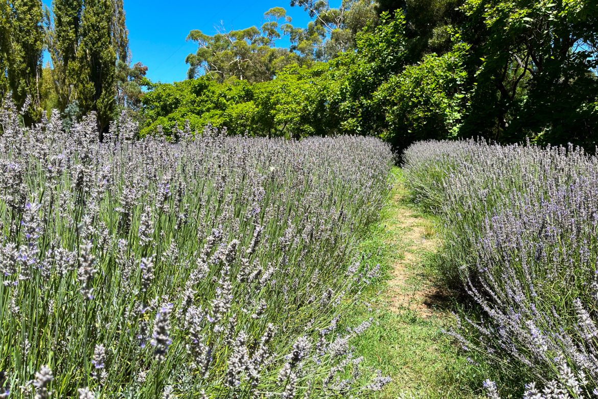 lavandula lavendar row