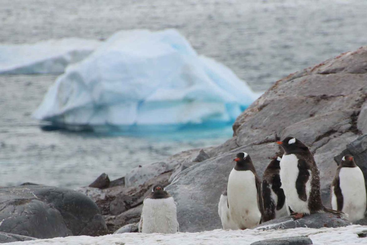 Antarctica penguins