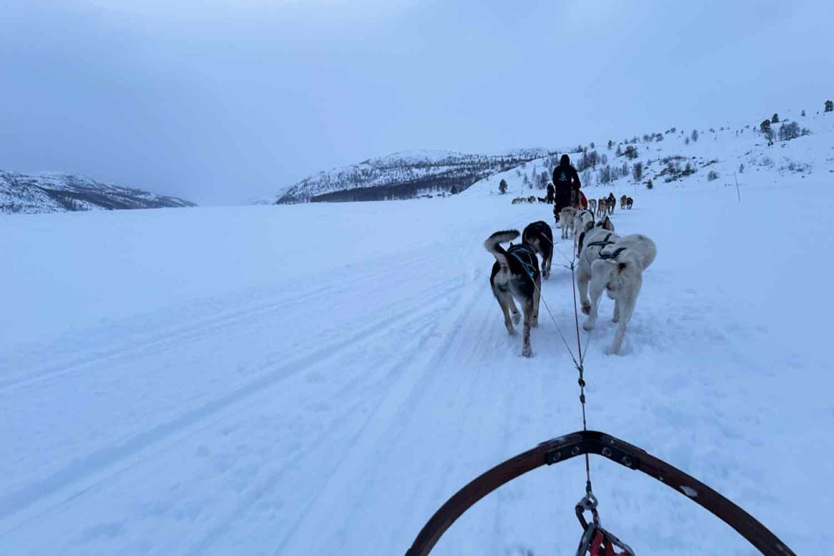 Dog-sled-snow