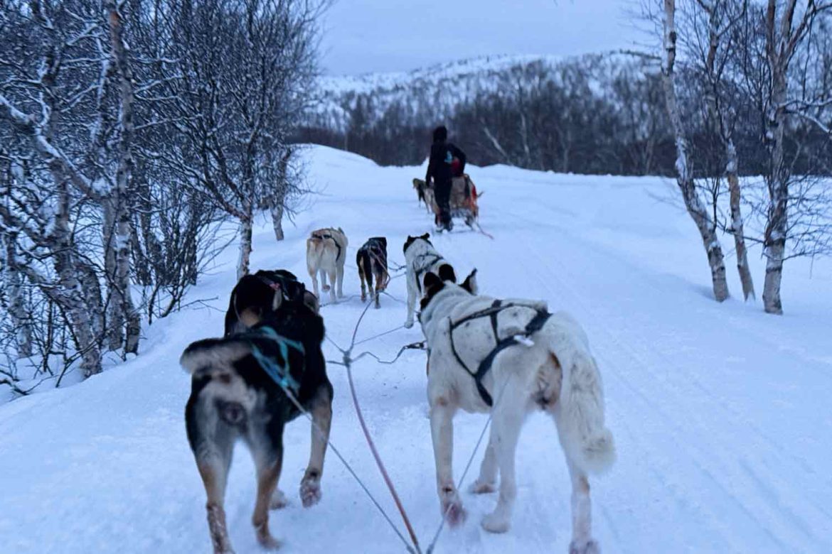 Dog-sledding