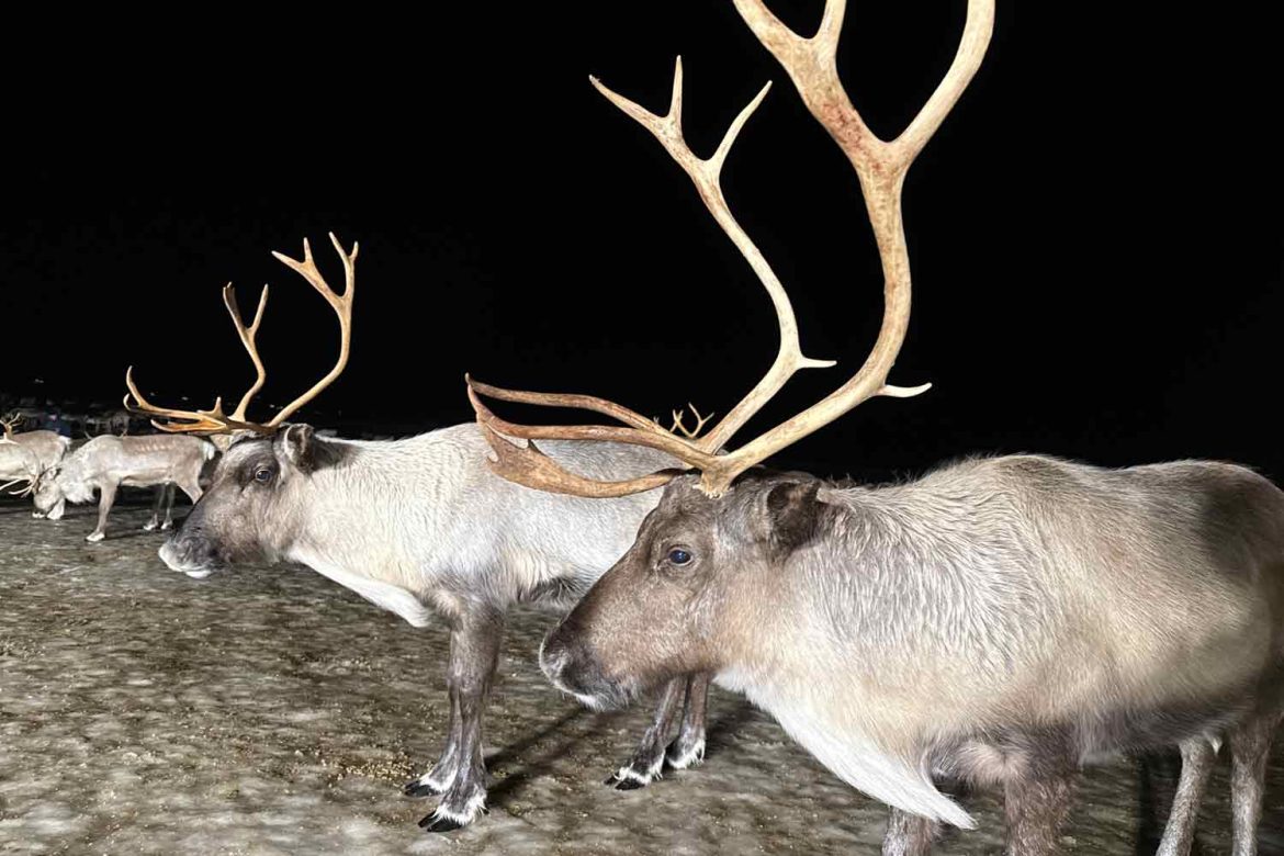Reindeer-Tromso