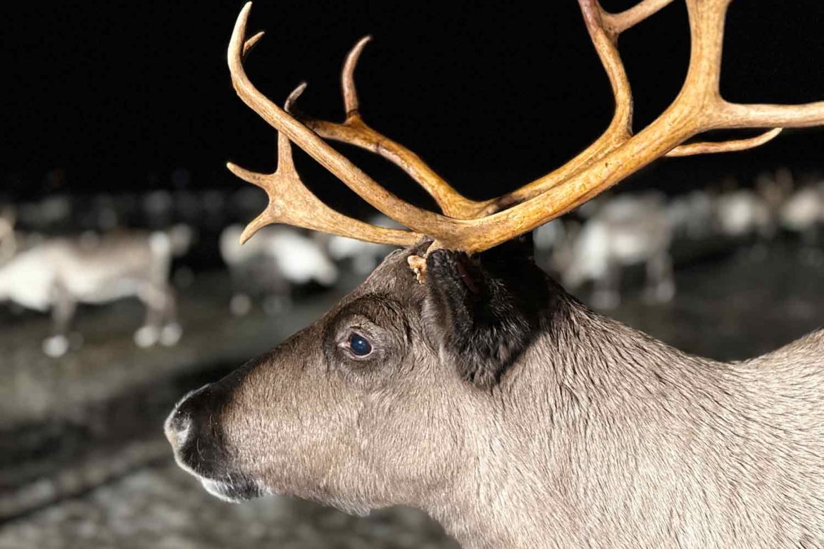 Reindeer-head-tromso