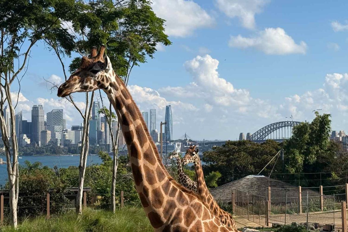 Giraffe-Taronga-Zoo