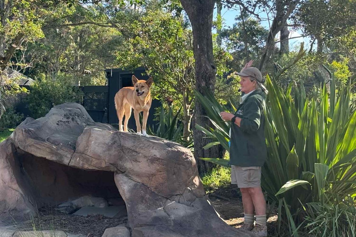 Taronga-Zoo-Dingo-talk