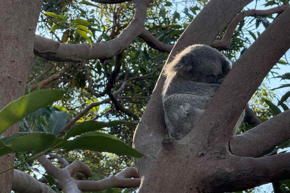 Taronga-Zoo-Koala-1