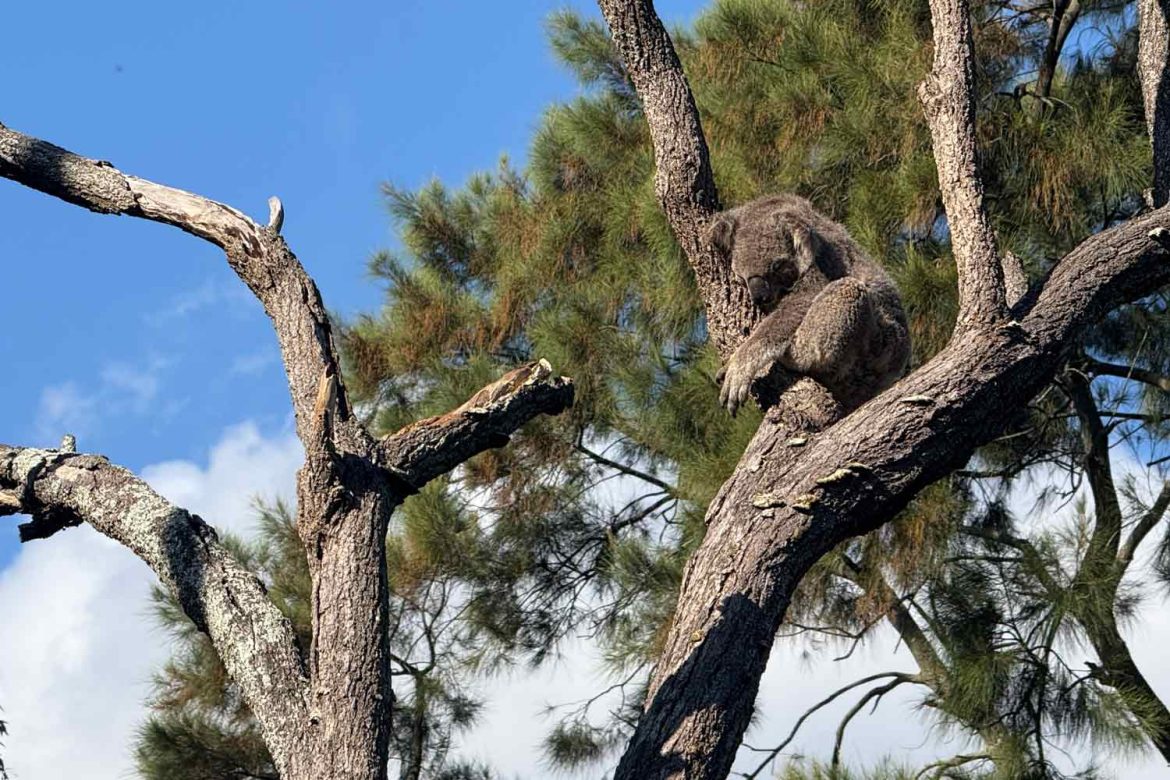 Taronga-Zoo-koala