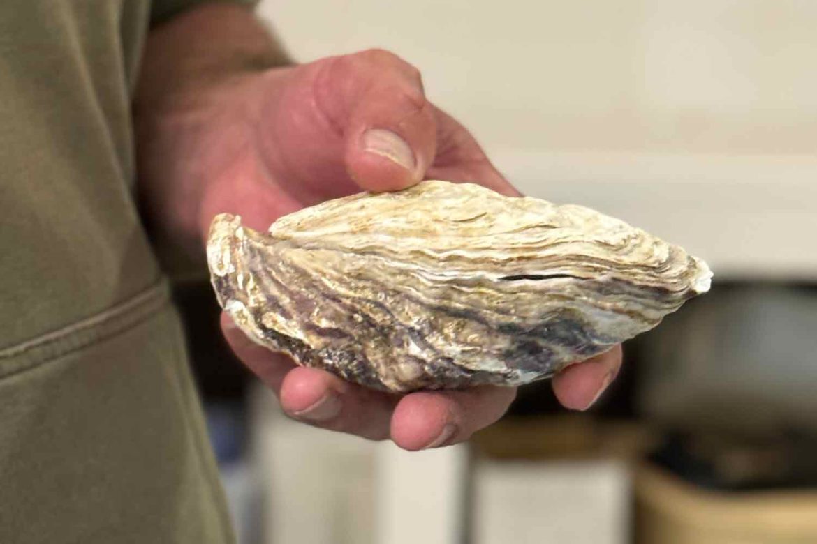 Oyster-shell