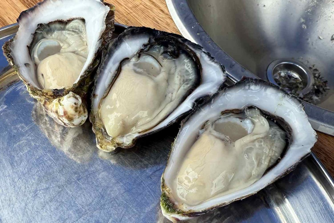 Oysters