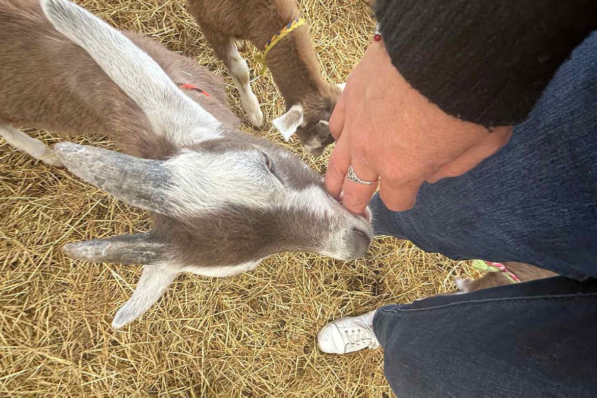 Leap-Farm-Goat