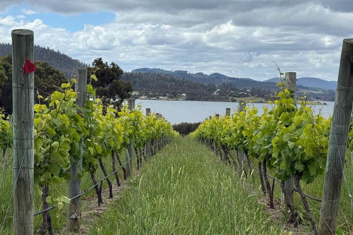 Vineyard
